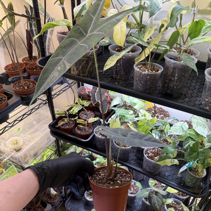 Alocasia longiloba 'Silver'