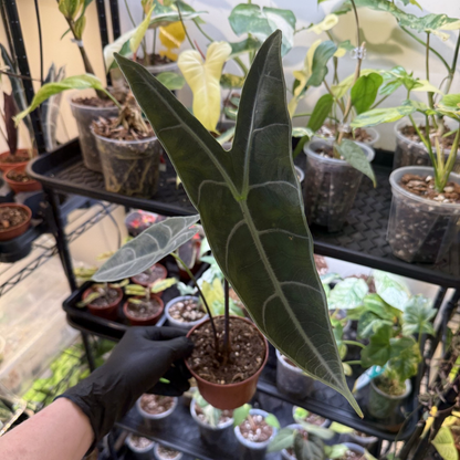 Alocasia longiloba 'Silver'