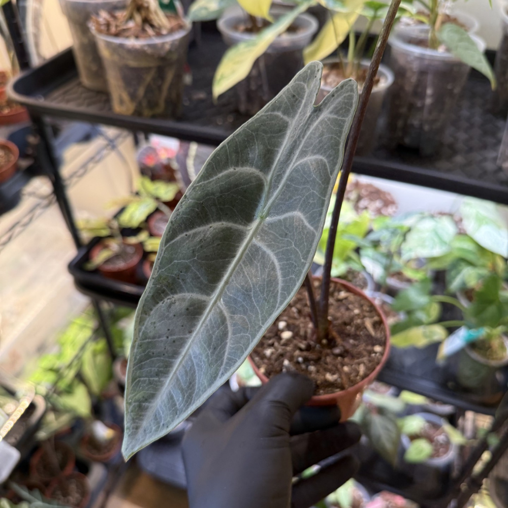 Alocasia longiloba 'Silver'