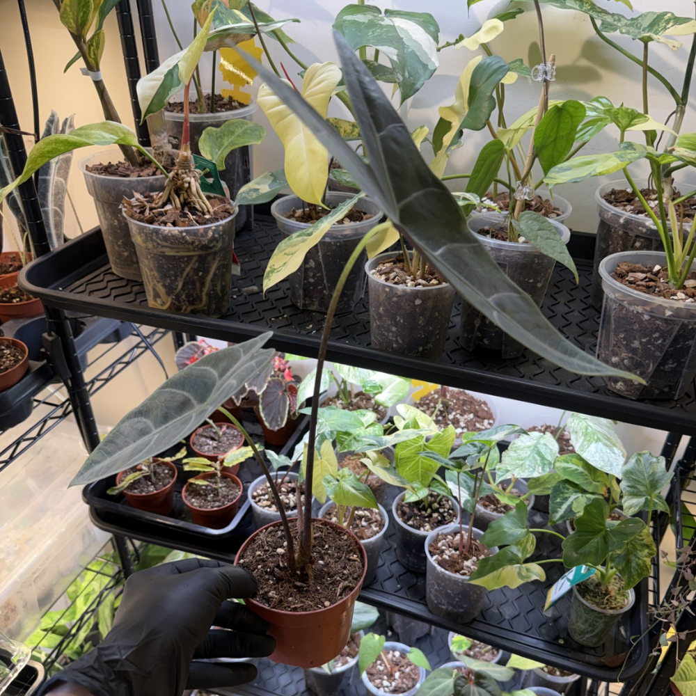 Alocasia longiloba 'Silver'