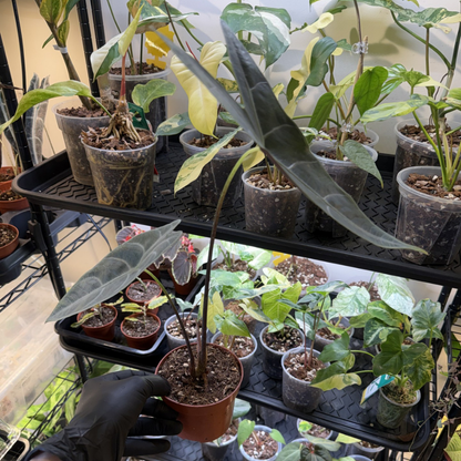 Alocasia longiloba 'Silver'