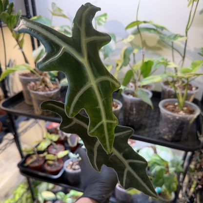 Alocasia sanderiana 'Nobilis'
