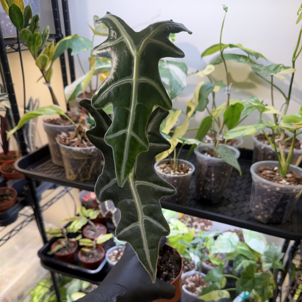 Alocasia sanderiana 'Nobilis'