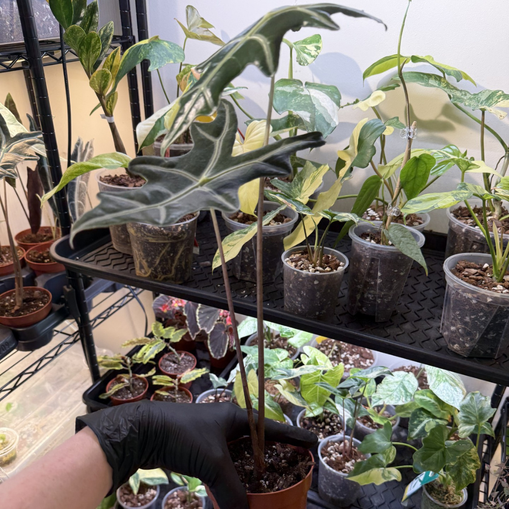 Alocasia sanderiana 'Nobilis'