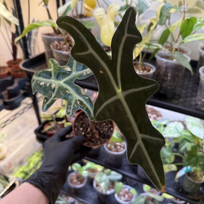 Alocasia sanderiana 'Nobilis'