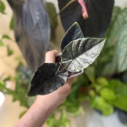 Alocasia 'Antoro Velvet'