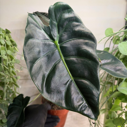 Alocasia 'Golden Bone' 12cm - #5