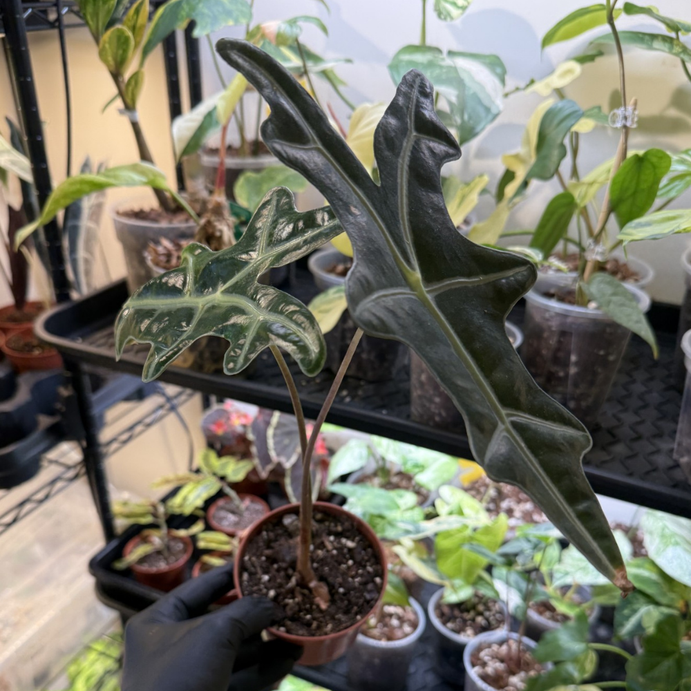 Alocasia sanderiana 'Nobilis'