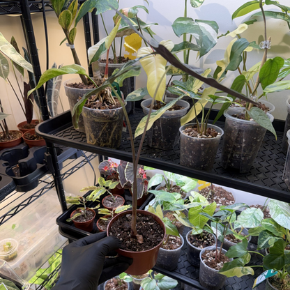 Alocasia sanderiana 'Nobilis'