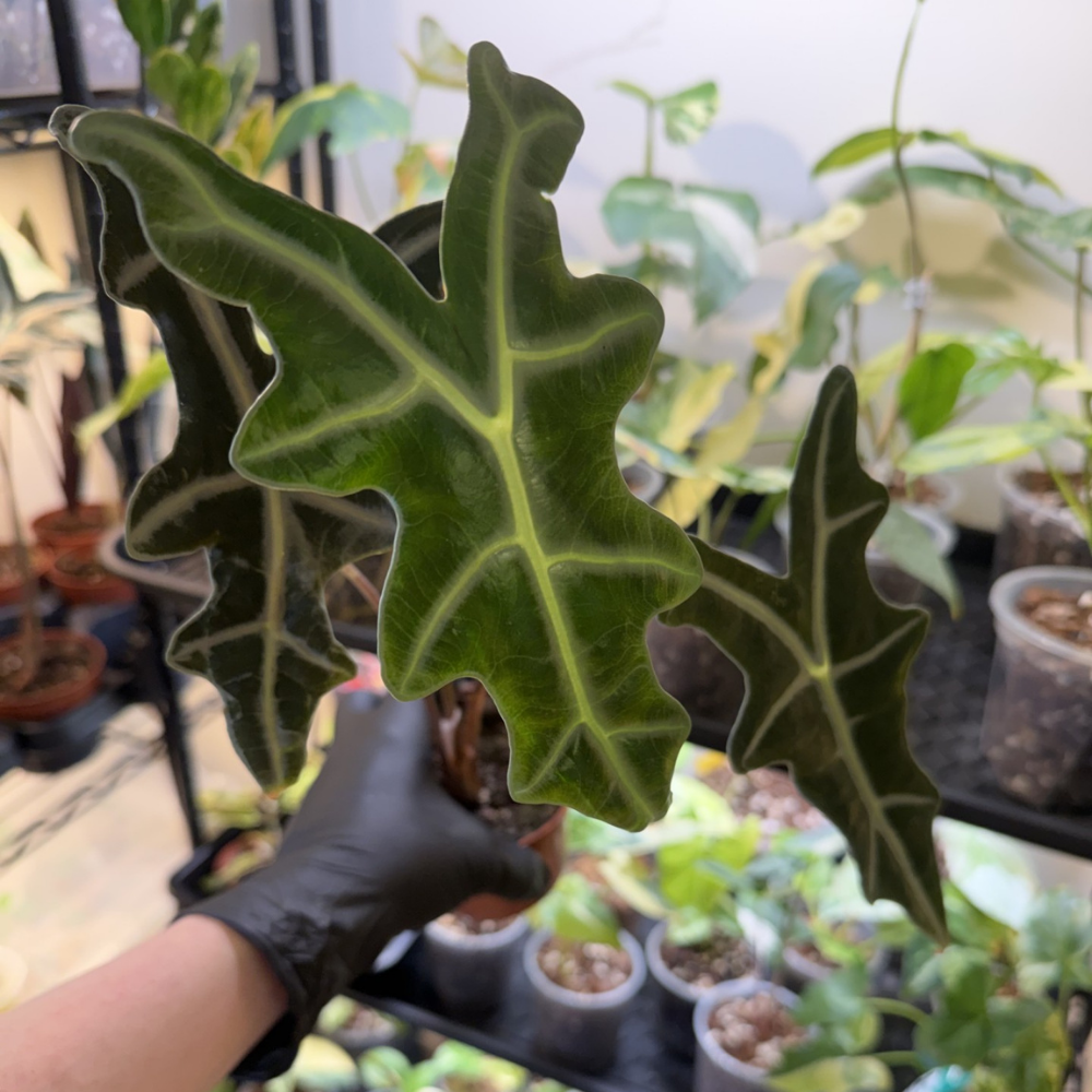 Alocasia sanderiana 'Nobilis'