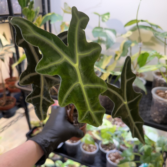 Alocasia sanderiana 'Nobilis'