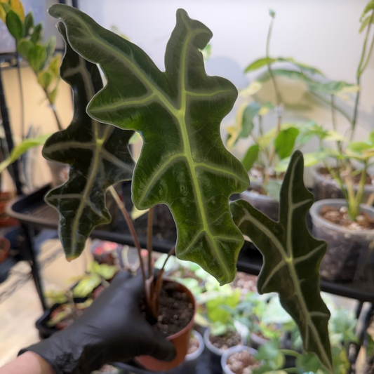Alocasia sanderiana 'Nobilis'