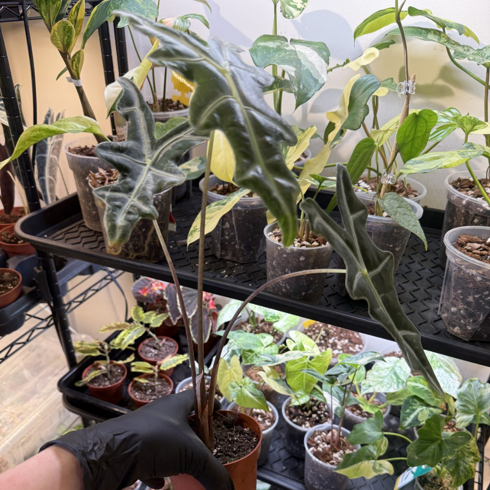 Alocasia sanderiana 'Nobilis'