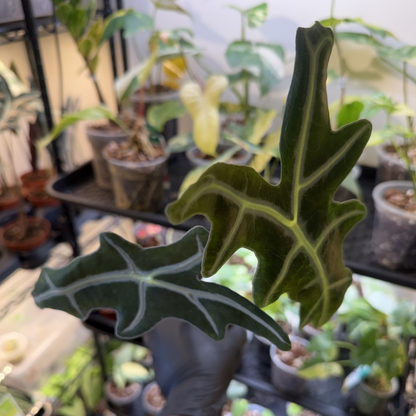 Alocasia sanderiana 'Nobilis'