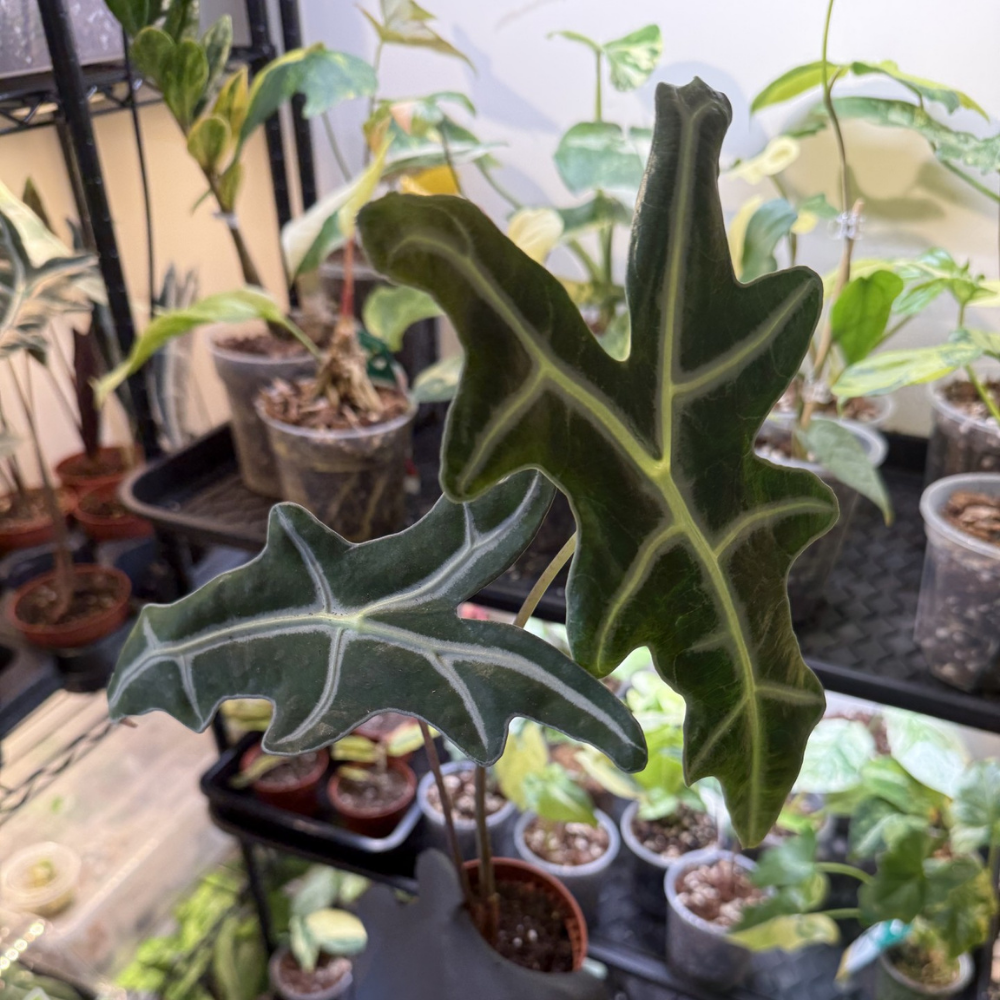 Alocasia sanderiana 'Nobilis'