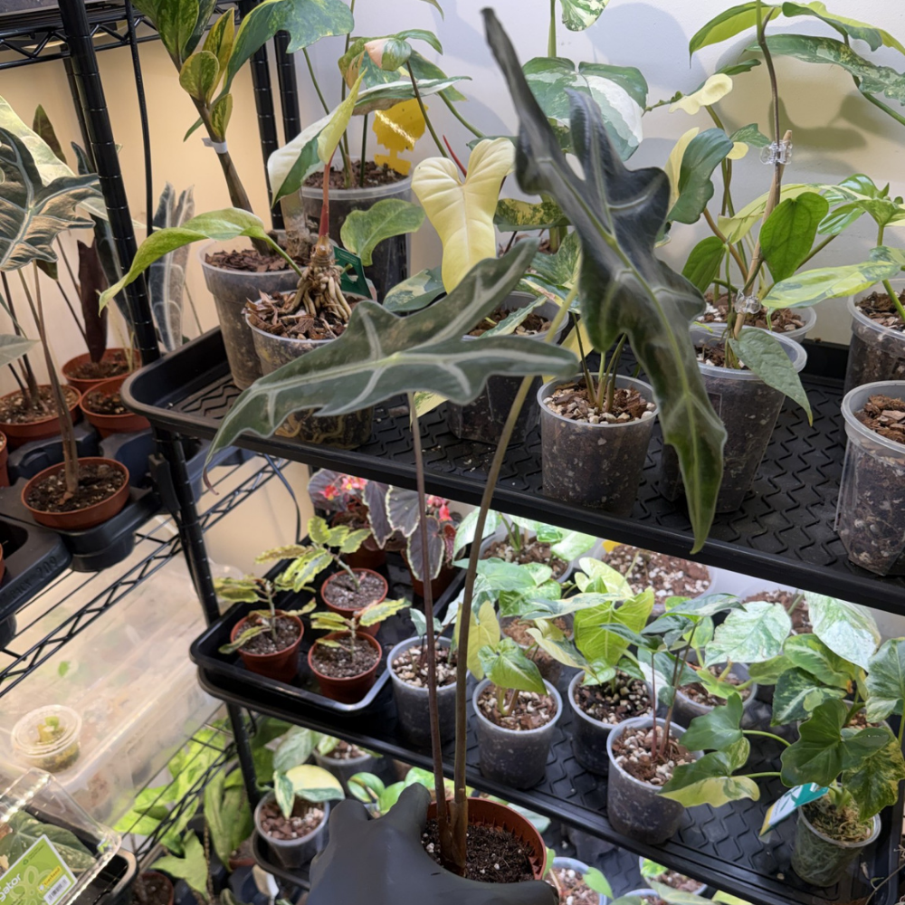 Alocasia sanderiana 'Nobilis'