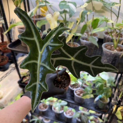 Alocasia sanderiana 'Nobilis'