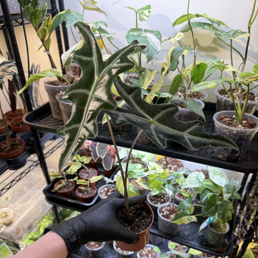 Alocasia sanderiana 'Nobilis'