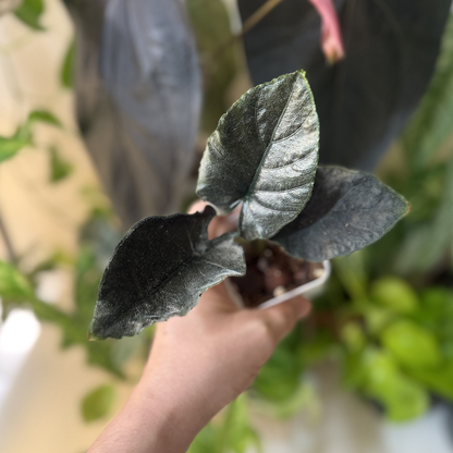 Alocasia 'Antoro Velvet'