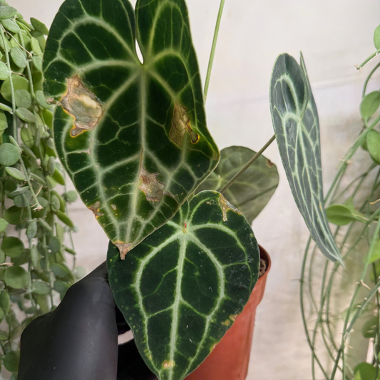 Anthurium clarinervium 12cm - #5