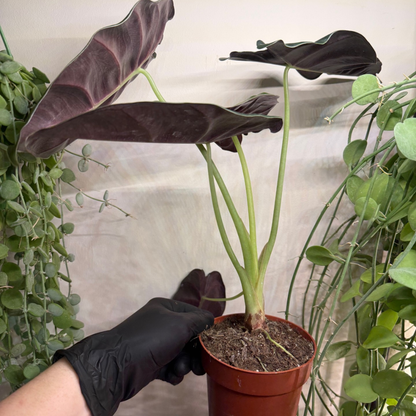 Alocasia 'Golden Bone' 12cm - #5