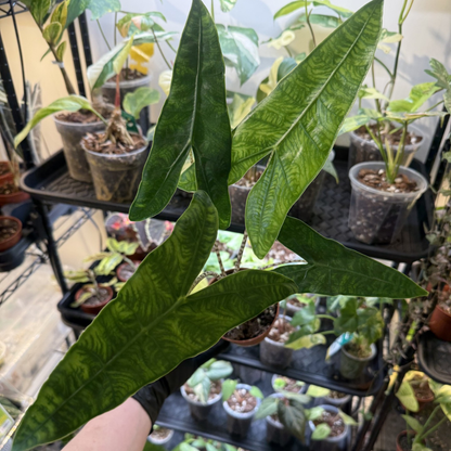 Alocasia zebrina 'Reticulata'