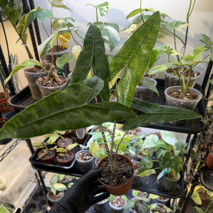 Alocasia zebrina 'Reticulata'