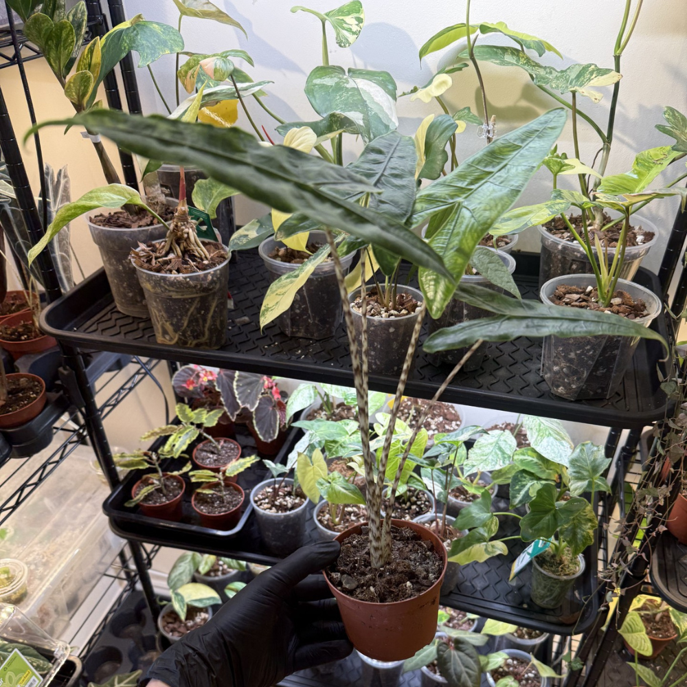 Alocasia zebrina 'Reticulata'