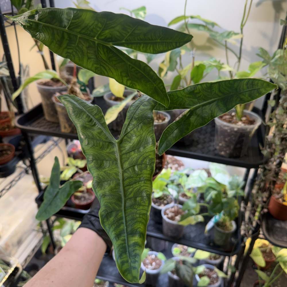 Alocasia zebrina 'Reticulata'