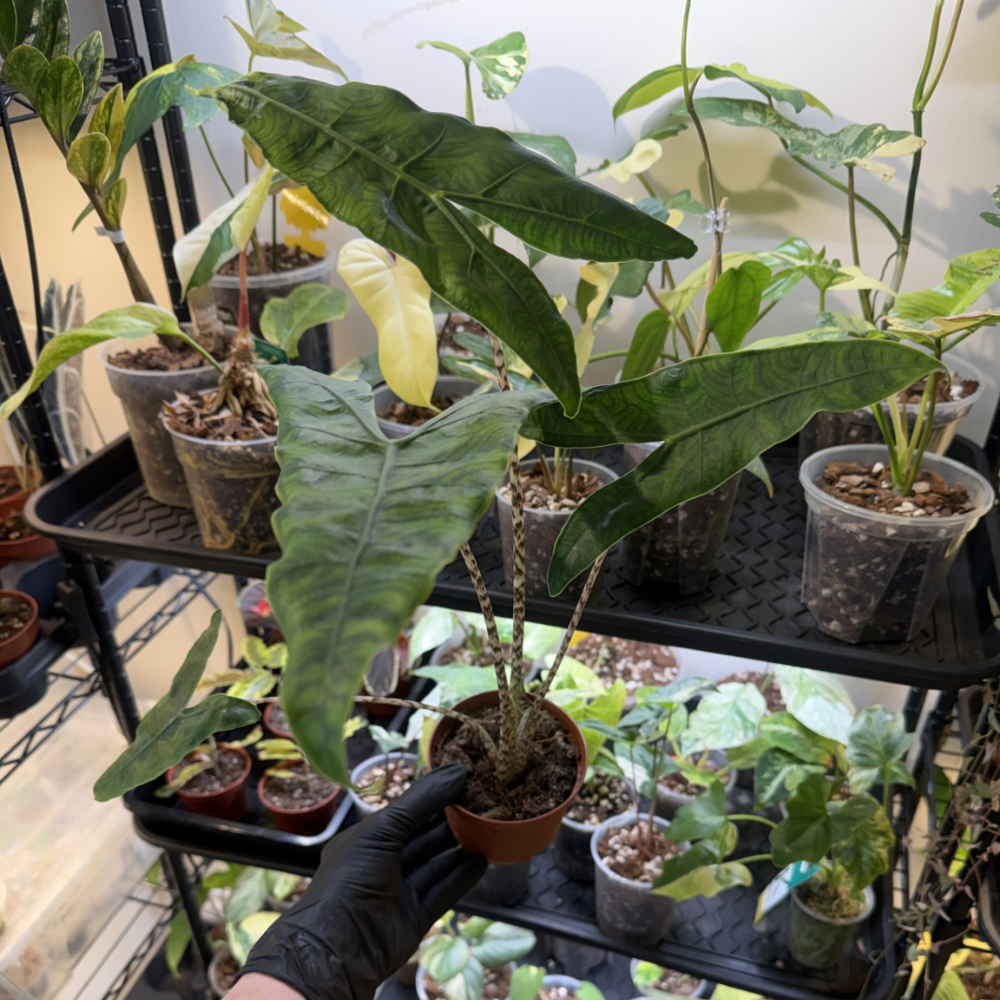 Alocasia zebrina 'Reticulata'