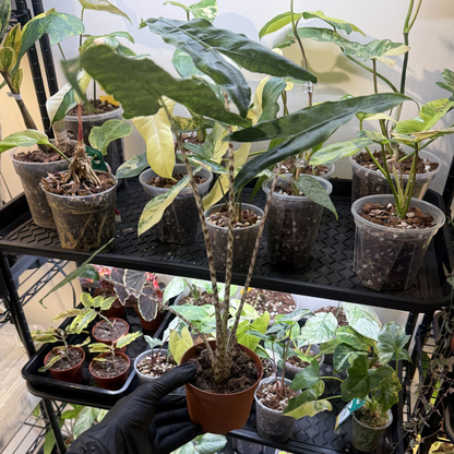 Alocasia zebrina 'Reticulata'