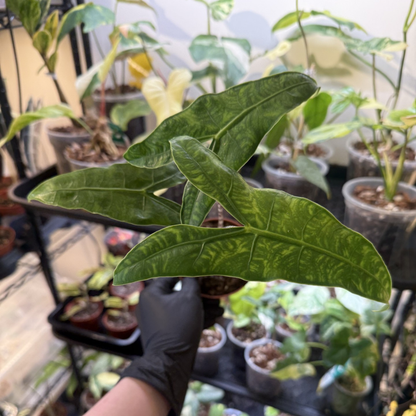 Alocasia zebrina 'Reticulata'