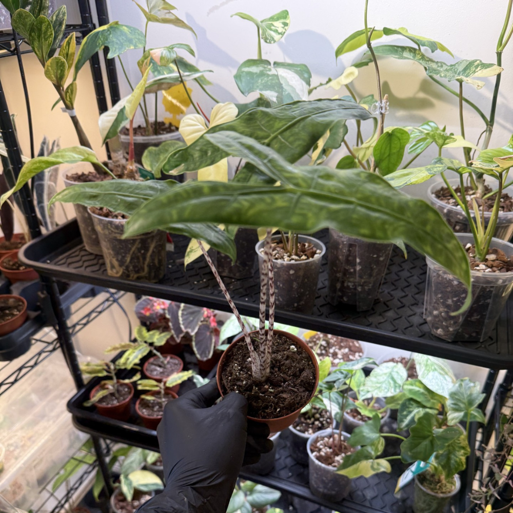 Alocasia zebrina 'Reticulata'
