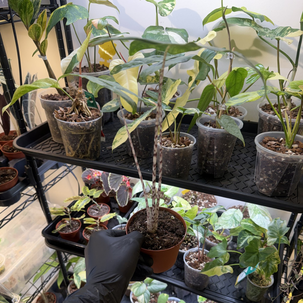 Alocasia zebrina 'Reticulata'