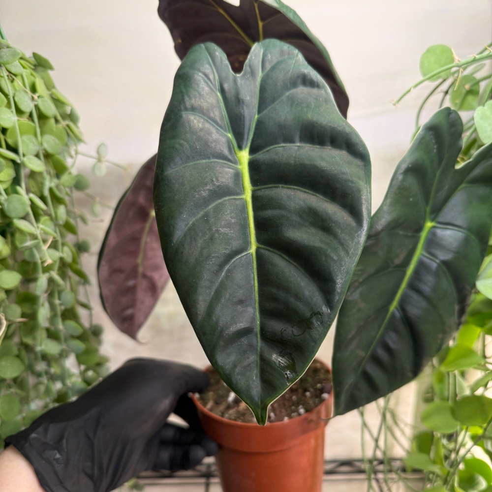 Alocasia 'Golden Bone' 12cm - #6