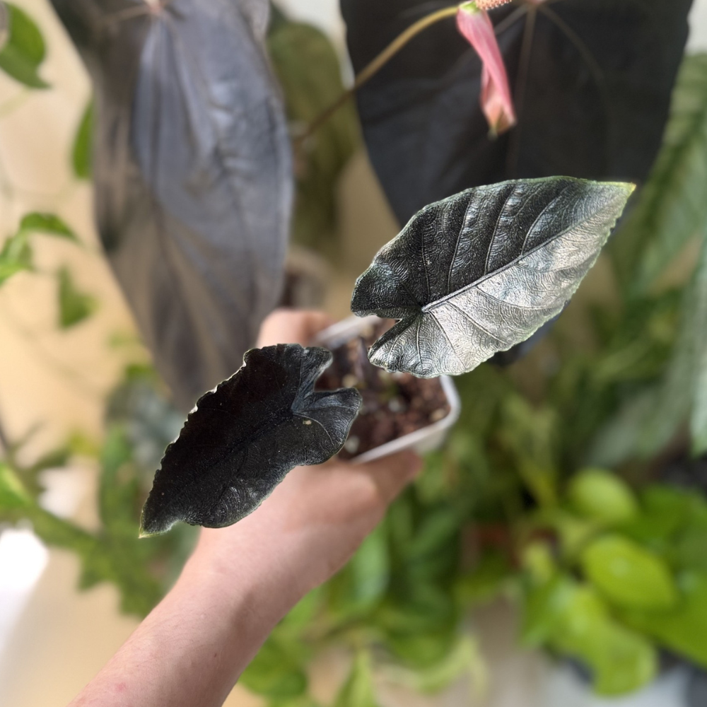 Alocasia 'Antoro Velvet'