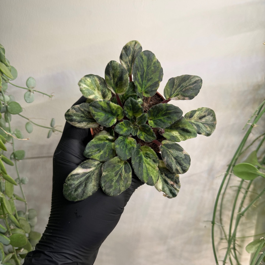 Saintpaulia 'Marble Variegata' 8cm - #2