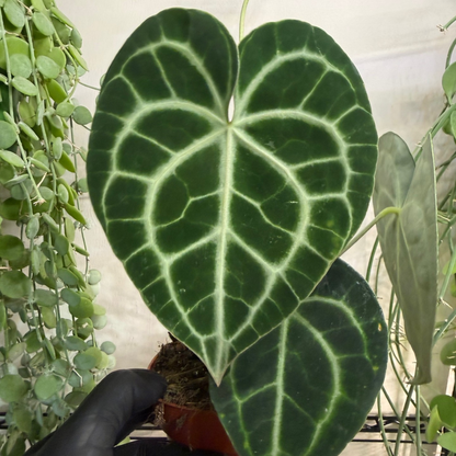 Anthurium clarinervium 12cm - #6