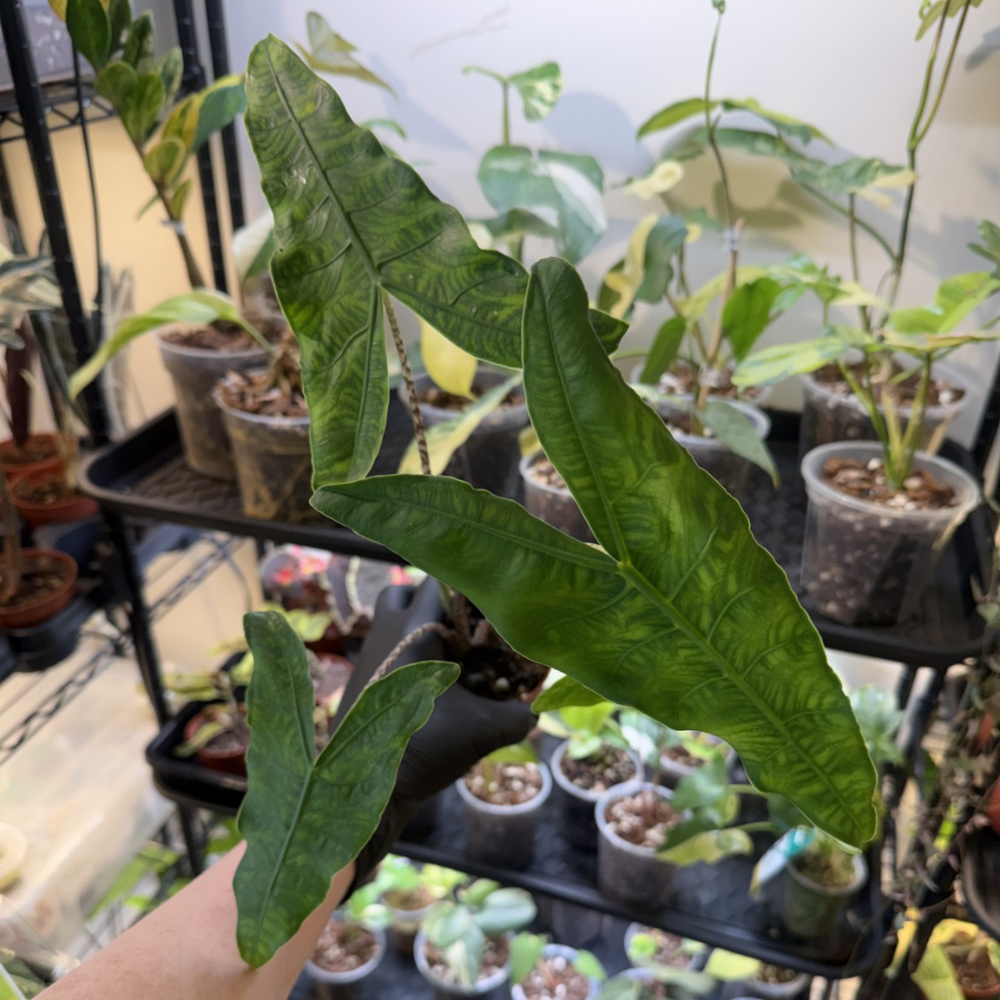 Alocasia zebrina 'Reticulata'