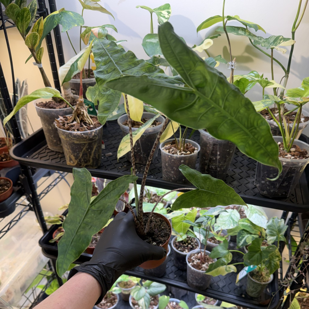 Alocasia zebrina 'Reticulata'