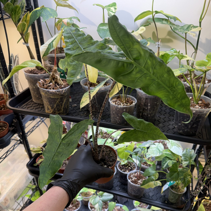 Alocasia zebrina 'Reticulata'