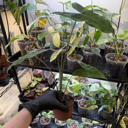 Alocasia zebrina 'Reticulata'