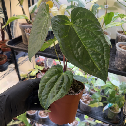Anthurium 'Dark Phoenix'