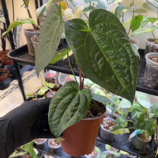 Anthurium 'Dark Phoenix'