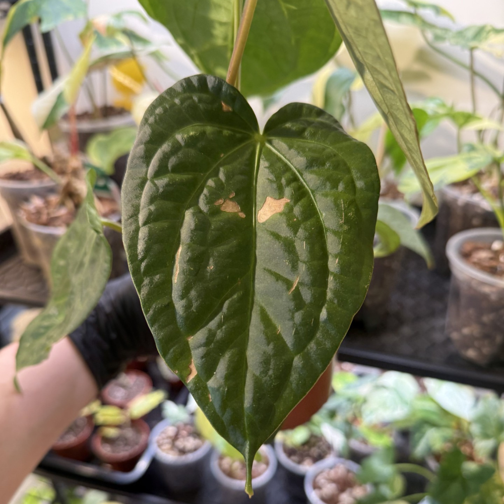 Anthurium 'Dark Phoenix'