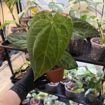 Anthurium 'Dark Phoenix'