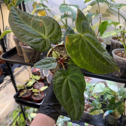 Anthurium 'Dark Phoenix'