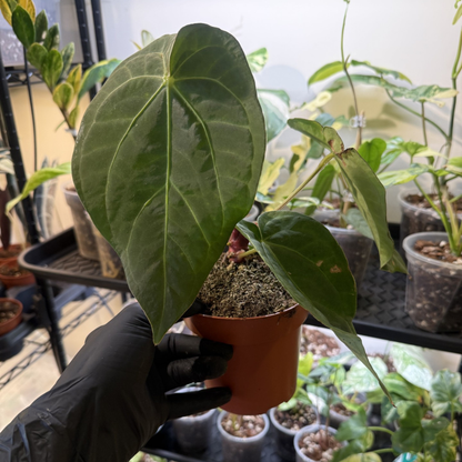 Anthurium 'Dark Phoenix'