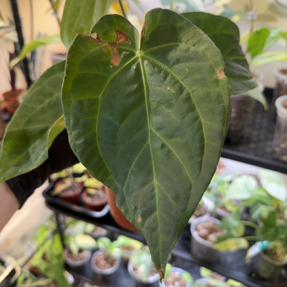 Anthurium 'Dark Phoenix'
