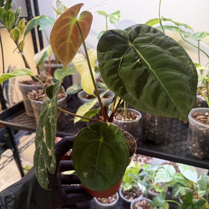 Anthurium 'Dark Phoenix'